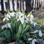 Hollókő Ófalu Hollókő - Egyéb