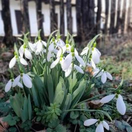 Hollókő Ófalu Hollókő - Egyéb