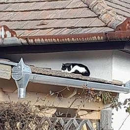 Hollókő Ófalu Hollókő - Egyéb