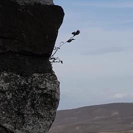 Hollókői Vár, Hollókő - Egyéb