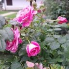 Idegenvezetés Sopron történelmi belvárosában Sopron - Egyéb