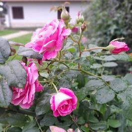 Idegenvezetés Sopron történelmi belvárosában, Sopron - Egyéb