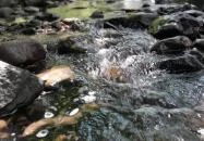 Kemencei Erdei Múzeum Vasút Kemence