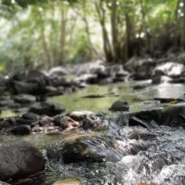 Kemencei Erdei Múzeum Vasút Kemence - Egyéb