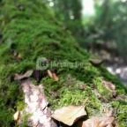 Kemencei Erdei Múzeum Vasút Kemence - Egyéb