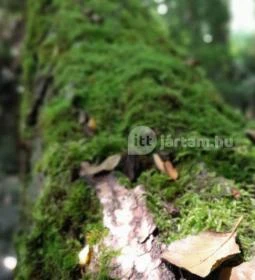 Kemencei Erdei Múzeum Vasút