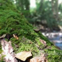 Kemencei Erdei Múzeum Vasút Kemence - Egyéb