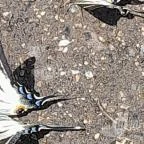 Kemencei Erdei Múzeum Vasút Kemence - Egyéb