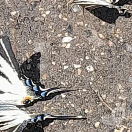 Kemencei Erdei Múzeum Vasút Kemence - Egyéb