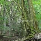 Kemencei Erdei Múzeum Vasút Kemence - Egyéb