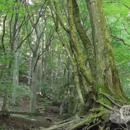 Kemencei Erdei Múzeum Vasút Kemence - Egyéb