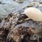 Kemencei Erdei Múzeum Vasút Kemence - Egyéb