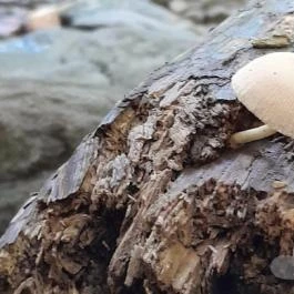 Kemencei Erdei Múzeum Vasút Kemence - Egyéb