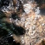 Kemencei Erdei Múzeum Vasút Kemence - Egyéb