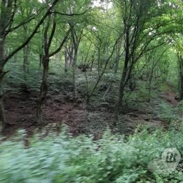 Kemencei Erdei Múzeum Vasút Kemence - Egyéb