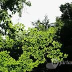 Kemencei Erdei Múzeum Vasút Kemence - Egyéb