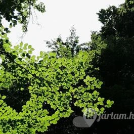 Kemencei Erdei Múzeum Vasút Kemence - Egyéb