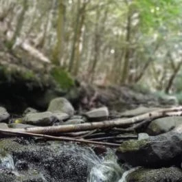 Kemencei Erdei Múzeum Vasút Kemence - Egyéb