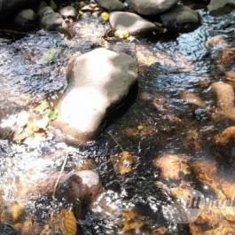 Kemencei Erdei Múzeum Vasút Kemence - Egyéb