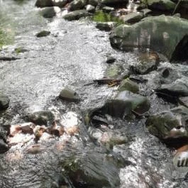 Kemencei Erdei Múzeum Vasút Kemence - Egyéb