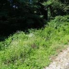 Kemencei Erdei Múzeum Vasút Kemence - Egyéb