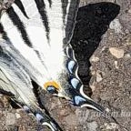 Kemencei Erdei Múzeum Vasút Kemence - Egyéb