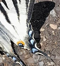 Kemencei Erdei Múzeum Vasút