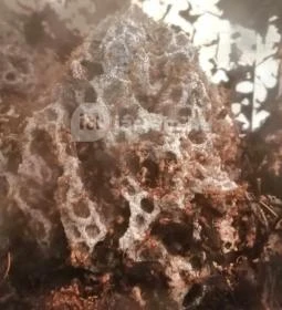 Királyrét tanösvény 