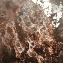 Királyrét tanösvény , Szokolya - Egyéb