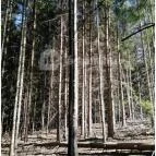 Királyrét tanösvény Szokolya - Egyéb