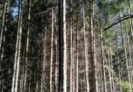 Királyrét tanösvény Szokolya