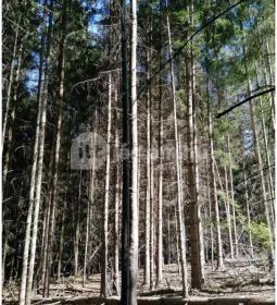 Királyrét tanösvény 