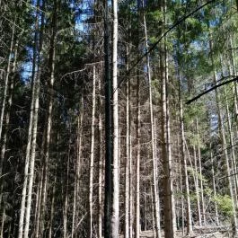 Királyrét tanösvény , Szokolya - Egyéb