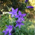 Királyrét tanösvény Szokolya - Egyéb