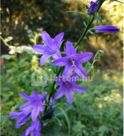 Királyrét tanösvény 