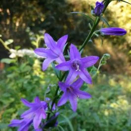 Királyrét tanösvény , Szokolya - Egyéb