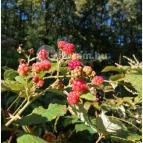 Királyrét tanösvény Szokolya - Egyéb