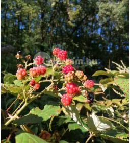 Királyrét tanösvény 