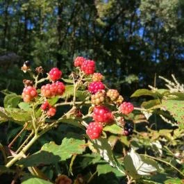 Királyrét tanösvény , Szokolya - Egyéb