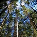 Királyrét tanösvény Szokolya - Egyéb