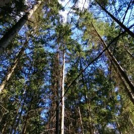 Királyrét tanösvény , Szokolya - Egyéb