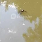 Királyrét tanösvény Szokolya - Egyéb