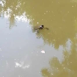 Királyrét tanösvény , Szokolya - Egyéb