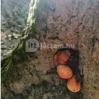 Királyrét tanösvény Szokolya - Egyéb