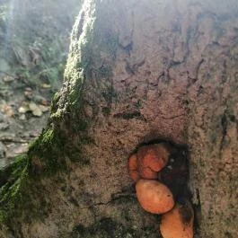 Királyrét tanösvény , Szokolya - Egyéb