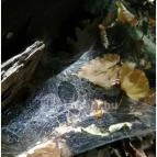 Királyrét tanösvény Szokolya - Egyéb