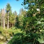 Királyrét tanösvény Szokolya - Egyéb