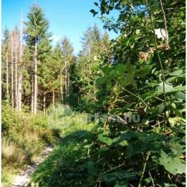 Királyrét tanösvény , Szokolya - Egyéb