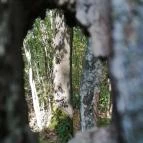 Királyrét tanösvény Szokolya - Egyéb