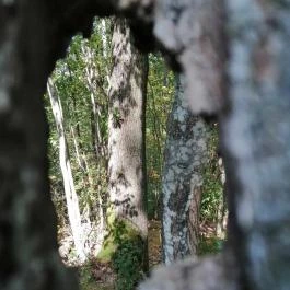 Királyrét tanösvény , Szokolya - Egyéb